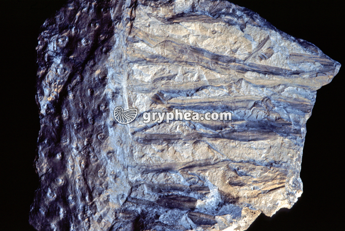 Stigmaria 2 (racines de Sigillaria) - gryphea.org